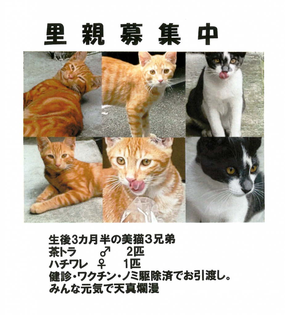 子猫の里親を募集しております みんなのどうぶつ病院 香川県坂出市の動物病院 健康診断や予防 体やお口のケアも