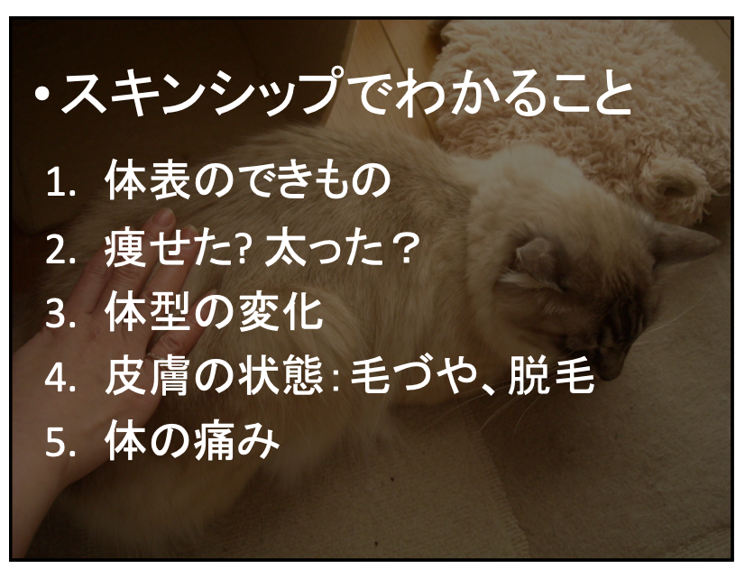 高齢猫のケアについて 勉強会に参加しました みんなのどうぶつ病院 香川県坂出市の動物病院 健康診断や予防 体やお口のケアも