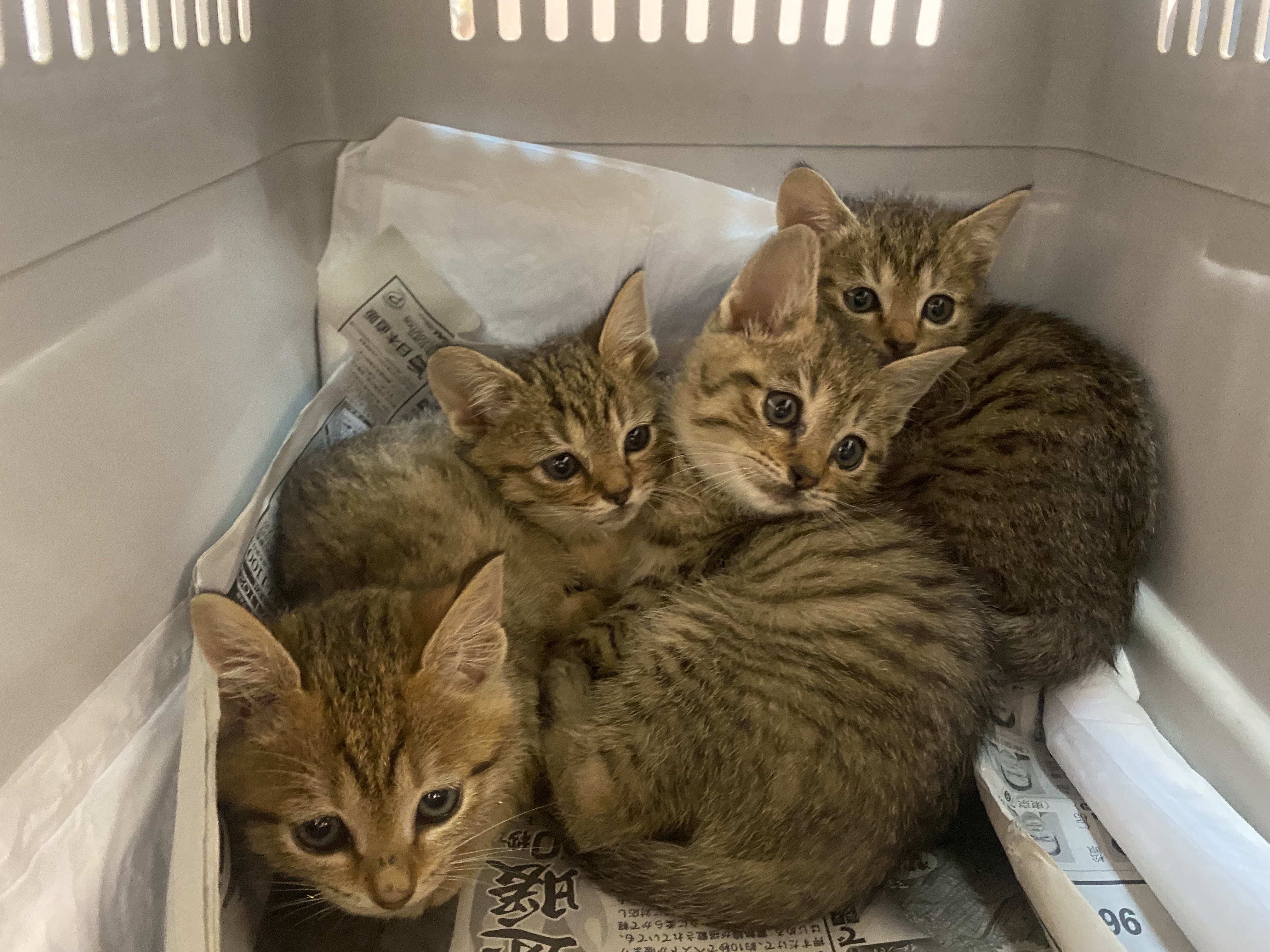 可愛い子猫ちゃんたちの里親募集しております みんなのどうぶつ病院 香川県坂出市の動物病院 健康診断や予防 体やお口のケアも