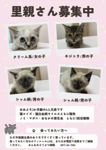 🐈🐈可愛い子猫ちゃんたちの里親さんを募集しております🐈🐈